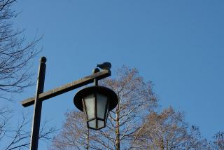 街燈と鳩